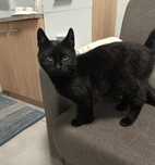Kot kotek do adopcji