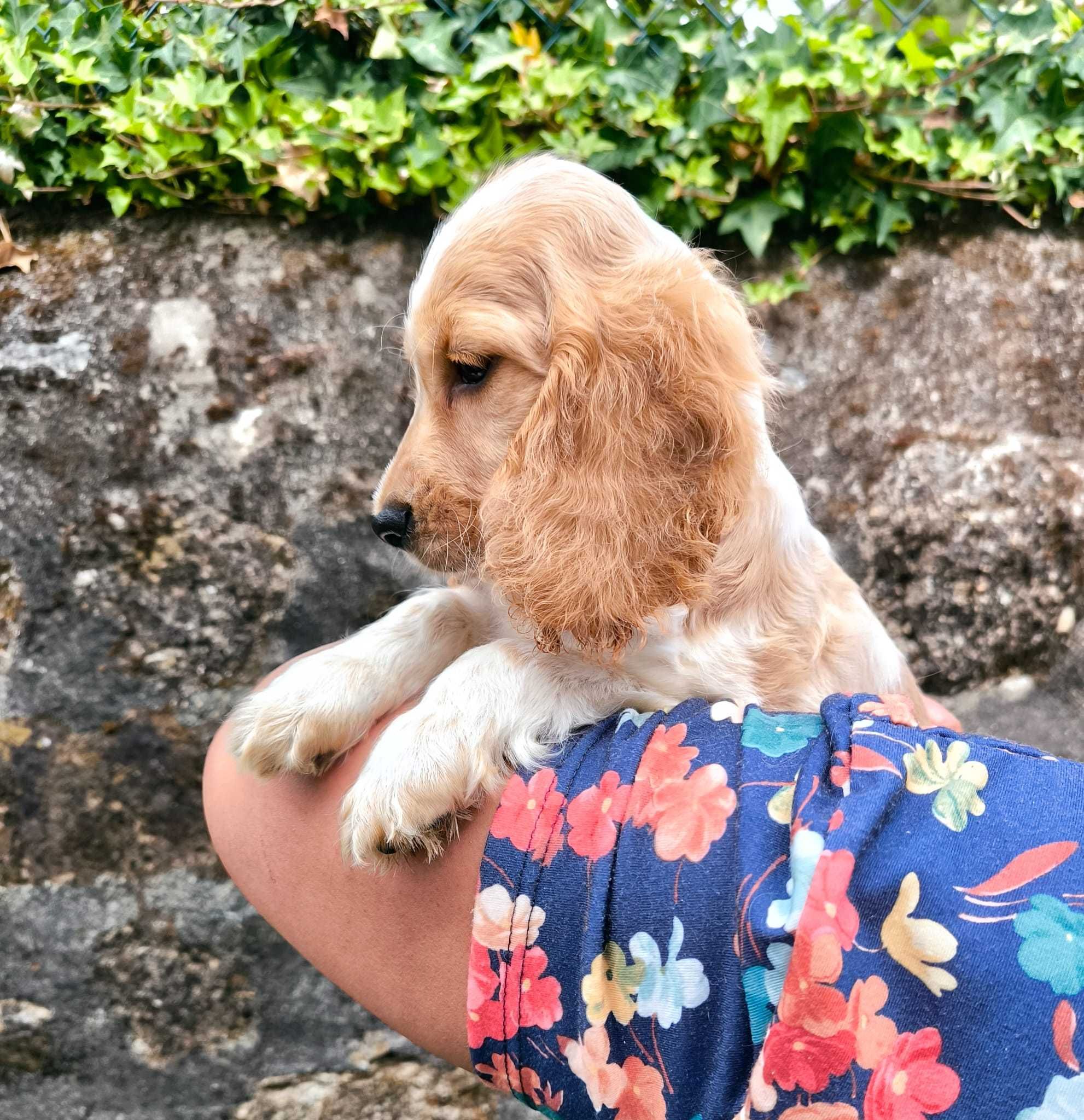 Cocker Spaniel Laranja Ruão