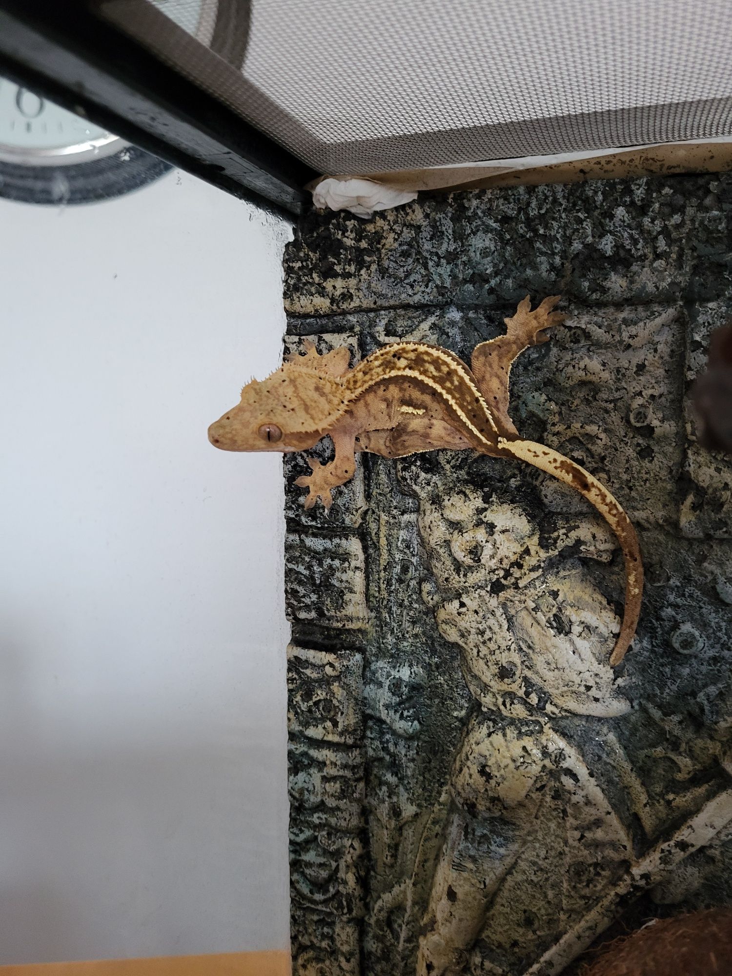 Terrarium Exo Terra 30x30x45 z wyposażeniem i lokat. gekon orzęsiony
