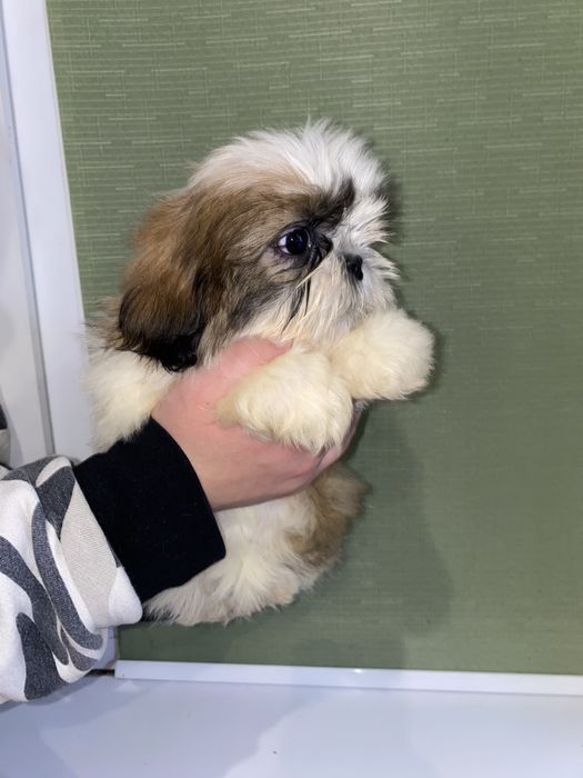 Шикарна леді з документами