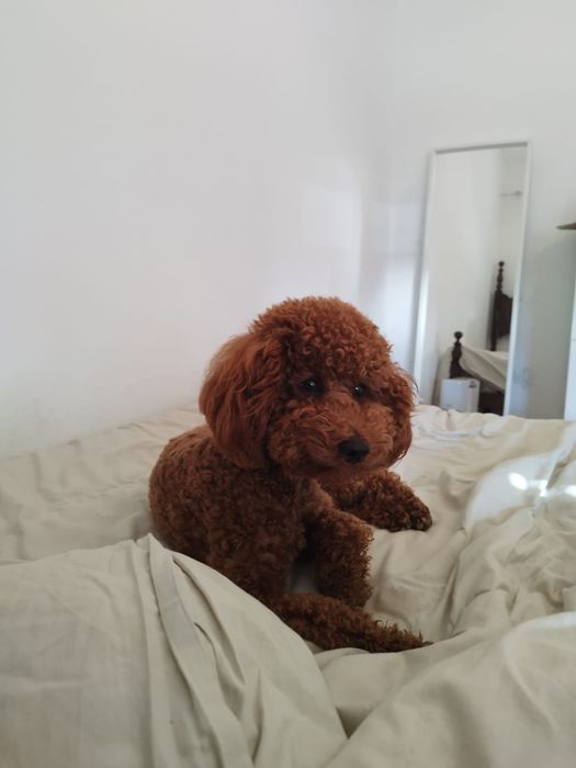Caniche/Poodle Red - Acasalamento