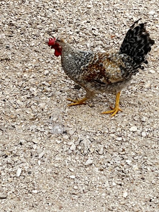 Galo Cream Legbar - 5 meses