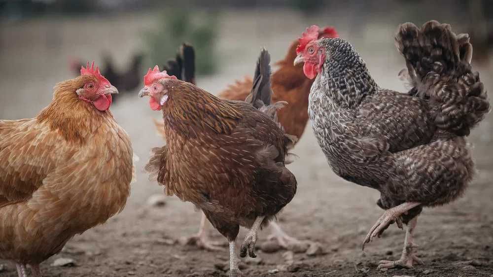 Kurki odchowane Rosa Leghorn Wola Uhruska