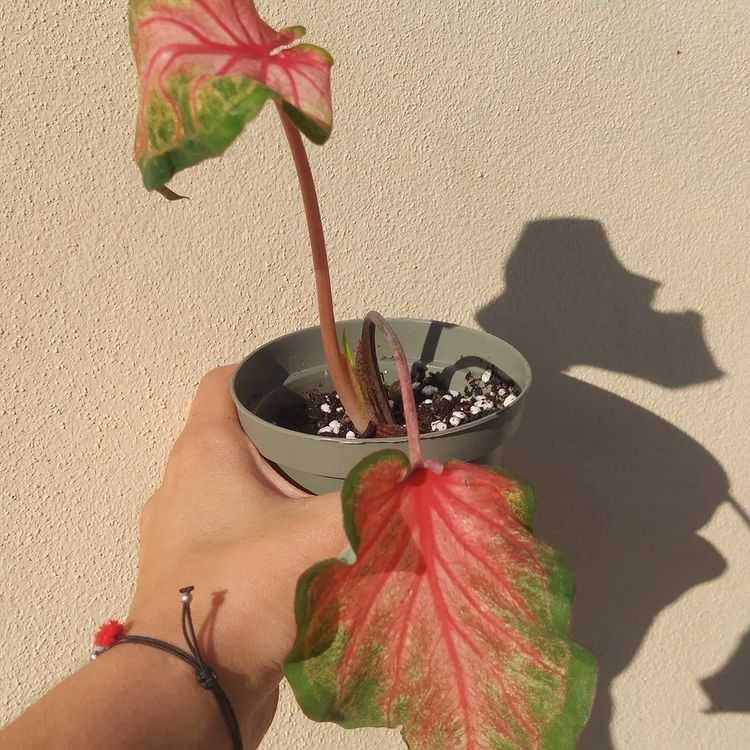 [Planta] Calladium Chinnok