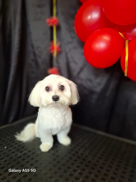 Грумер 1южный .студия груминга Тиана стрижка животных  .