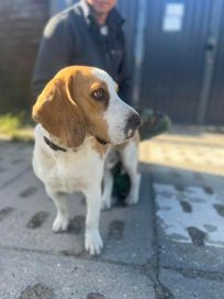 Beagle znaleziony starogard