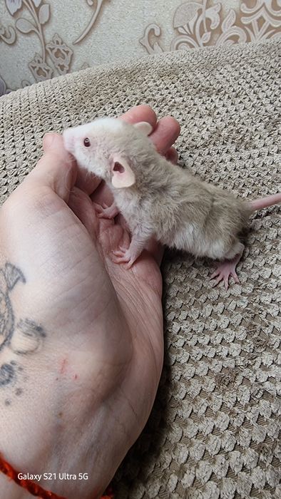 Крыса рекс хаски дамбо