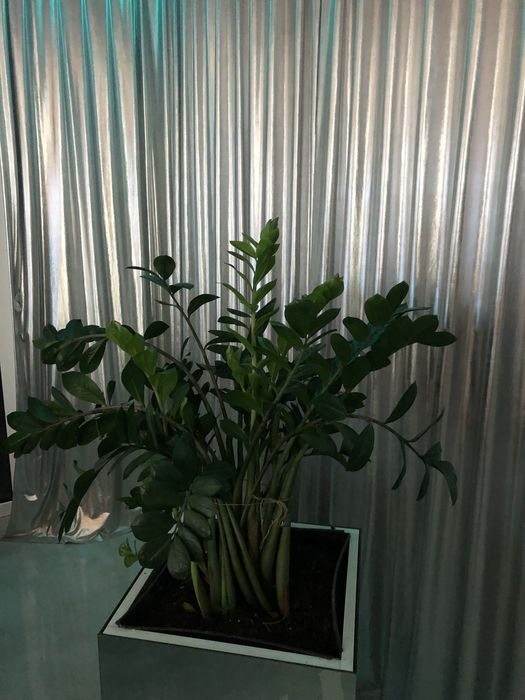 Kwiat doniczkowy Zamiokulkas zamiolistny