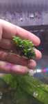 Anubias micron rarytas do nano zbiorników, kolekcja