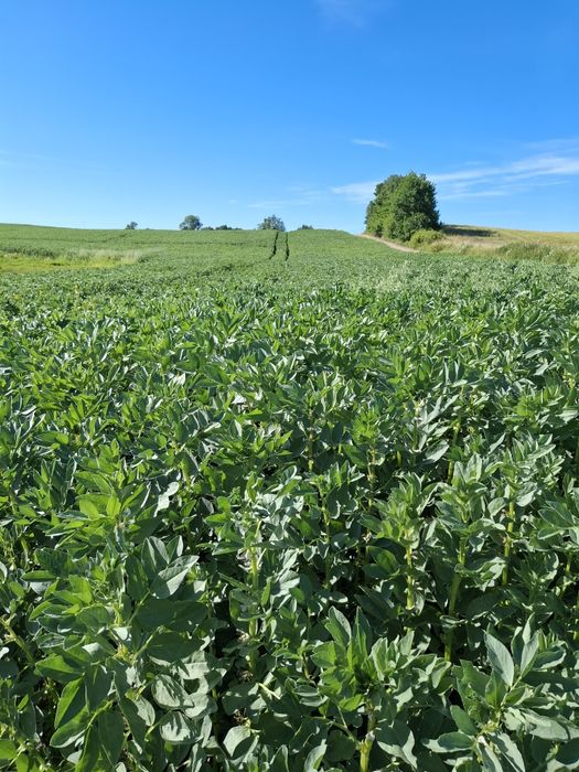 Sprzedam Bobik Nad*wi*ślań*ski