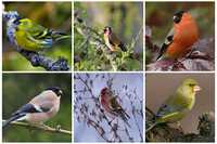 Много разных певчих птиц