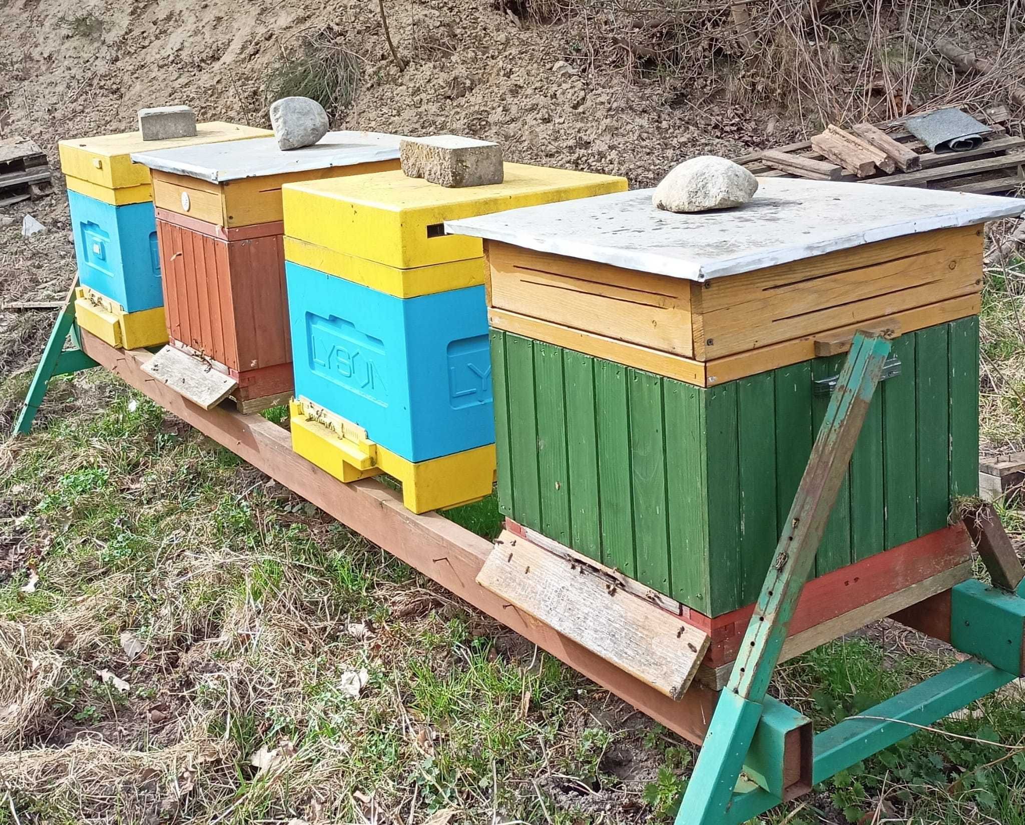 Pszczoły - rodziny pszczele
