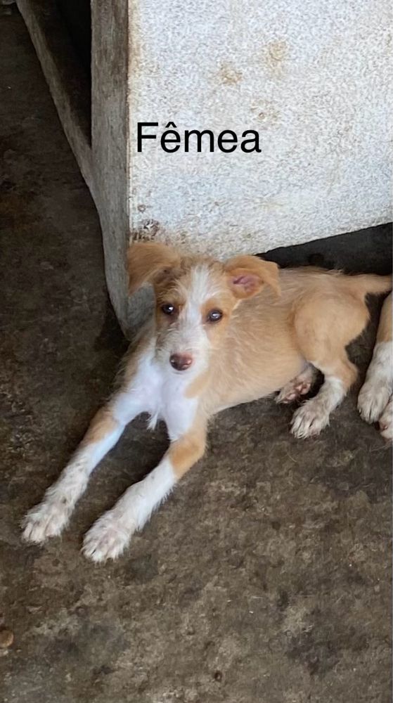 Cachorros podengos para adoçao