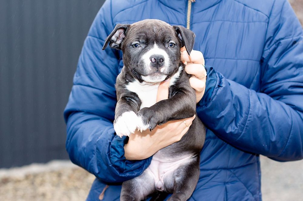 Долгожданные малыши ам.стаффа с родословной ..