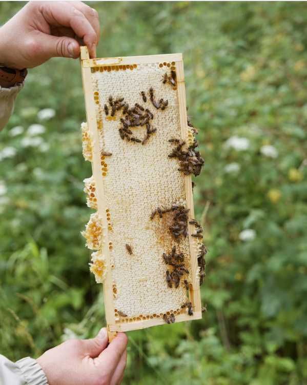 100% Naturalny Miód Rzemieślniczy z własnej pasieki - MR Honey