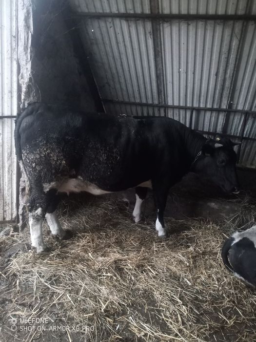 Sprzedam jałówkę wysokocielną