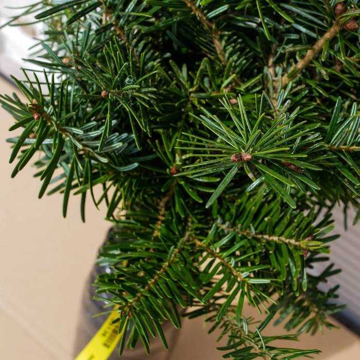 Jodła kaukaska Sadzonki Kopane Z Gruntu Duże Ilości