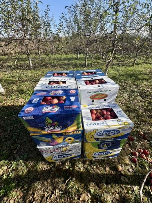 Продам/здам яблука