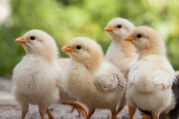 Несушка Ломан Браун Сенді+Півники Півні Когутики Курчата Кури ДОБОВІ