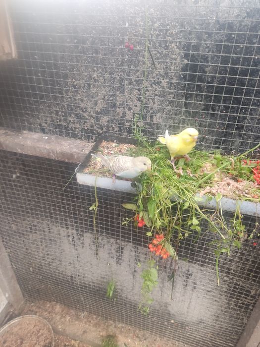 Sprzedam papugi faliste