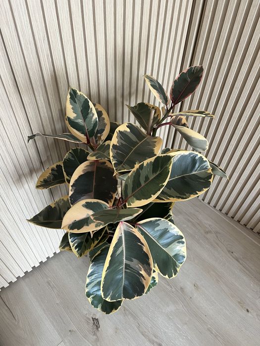 Planta Ficus Elastica Tineke