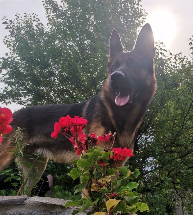 Продам дорослого собаку породи німецька вівчарка