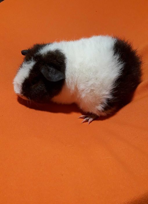 Морська свинка,  морські свинки.