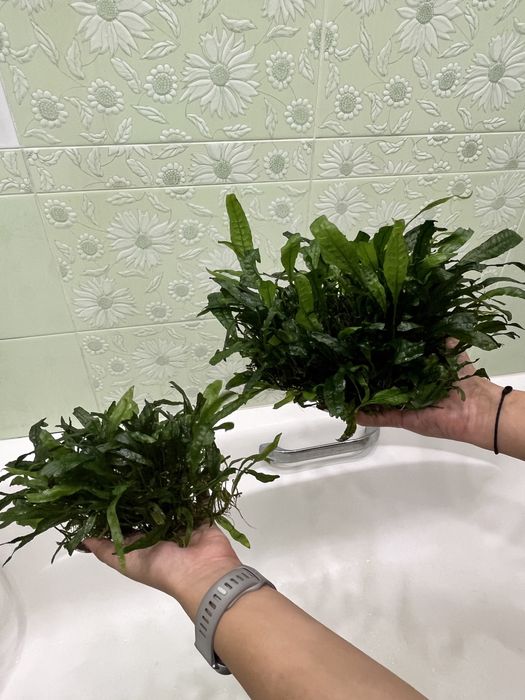 Растения и декорации аквариумные