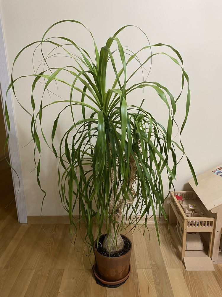 Кімнатна рослина Бокарнея (ноліна) 1м 45 см