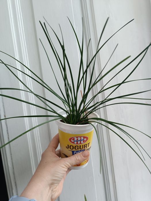 Зефірантес білий