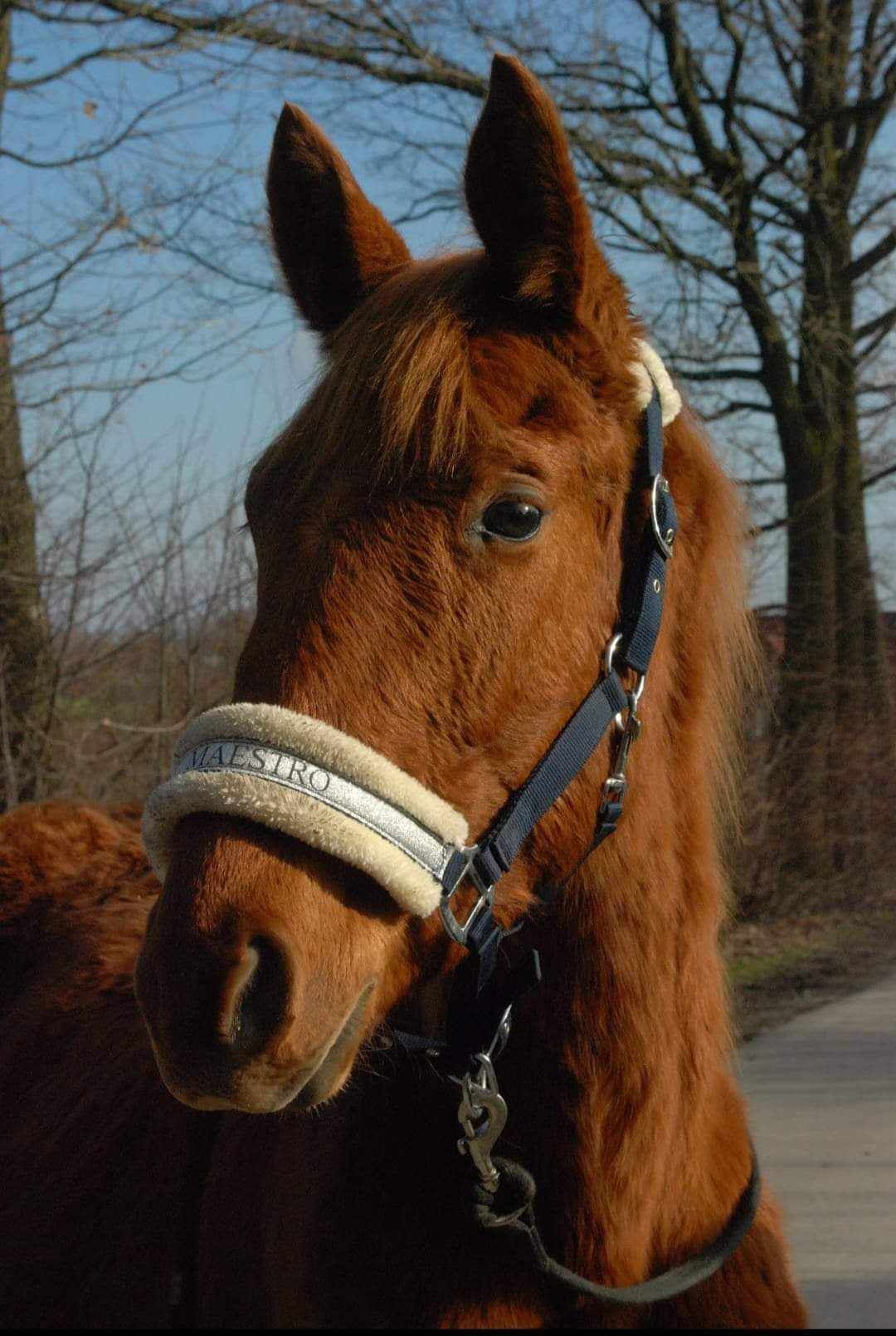 Sprzedam piękną klacz