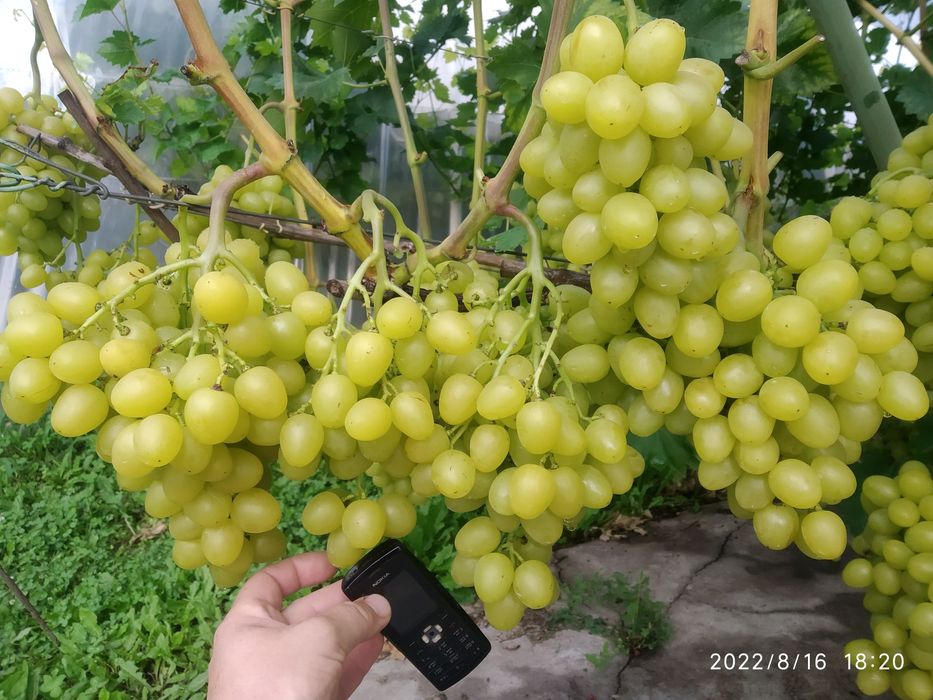 Черенки винограда