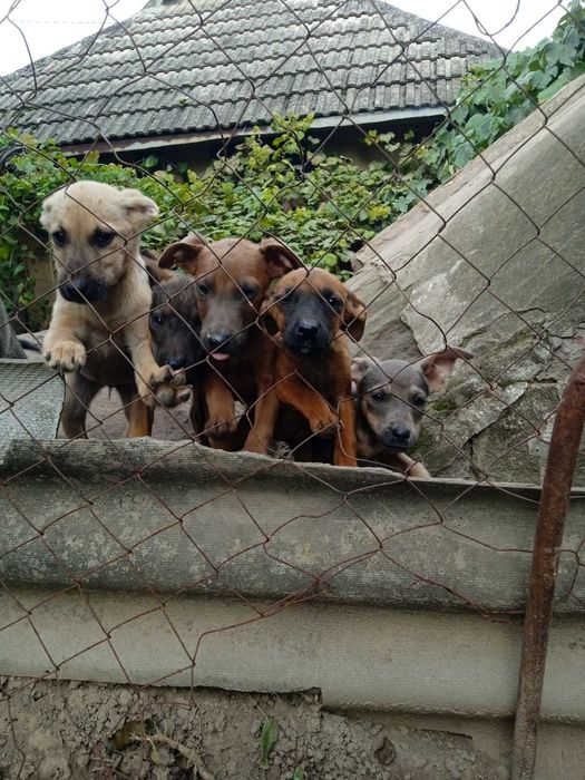 Маємо гібридну породу собак