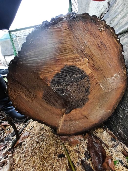 продам ствол ореха