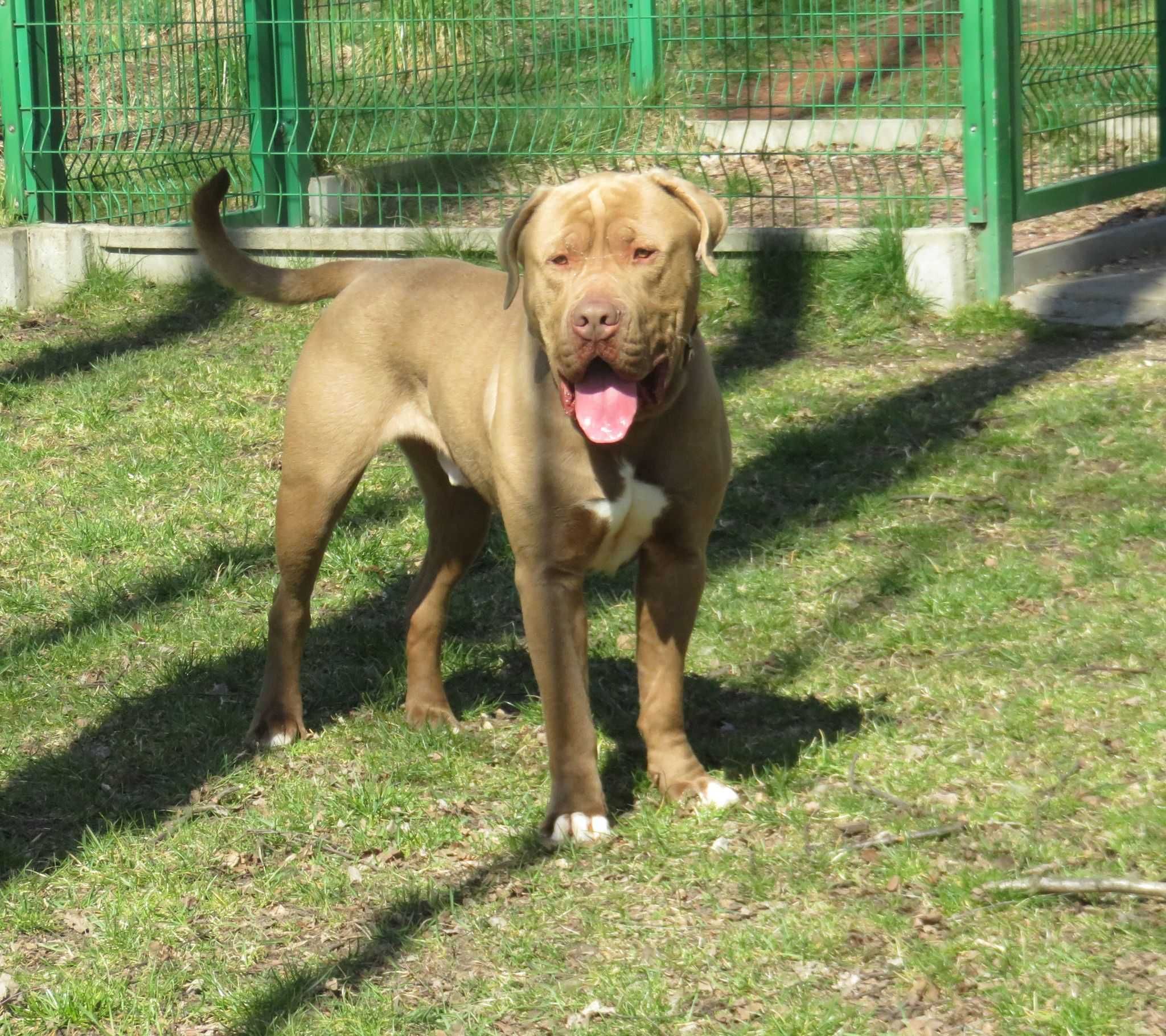 Argos duży pies w typie rasy Bandog - schronisko
