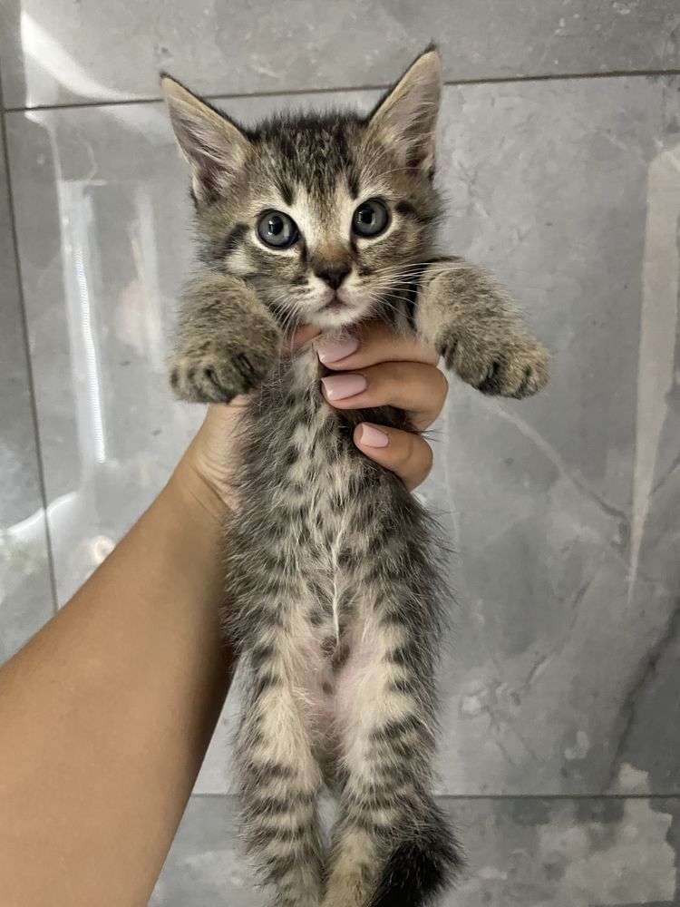 Котята безкоштовно