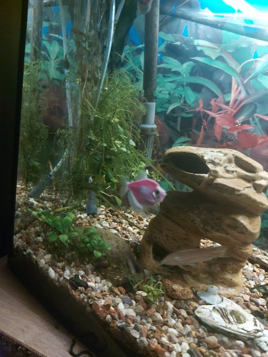 Sprzedam rybki akwariowe