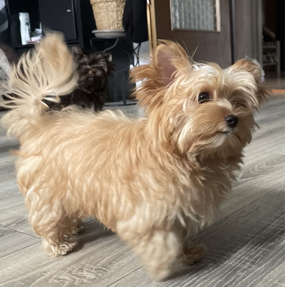 York  golddust, yorkshire terrier