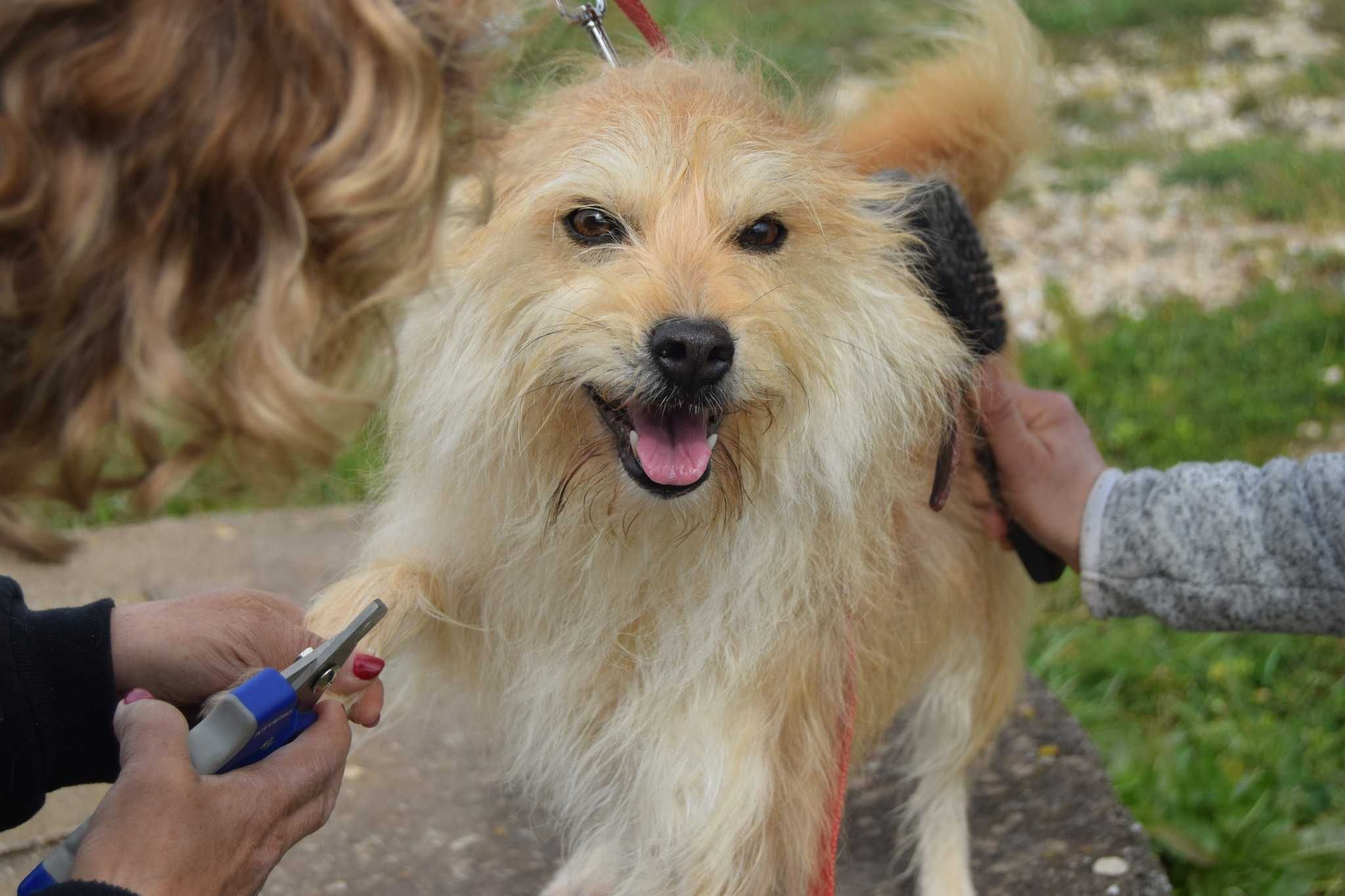 Nina - cadela porte pequeno para adoção