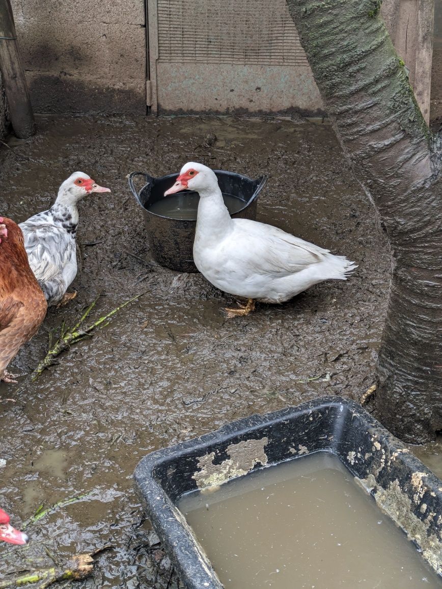 Patos mudos - Vila Real