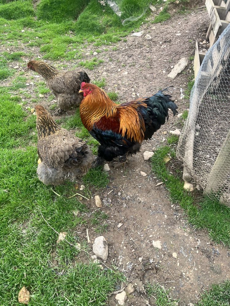 Ovos de galinha Brahama Perdiz