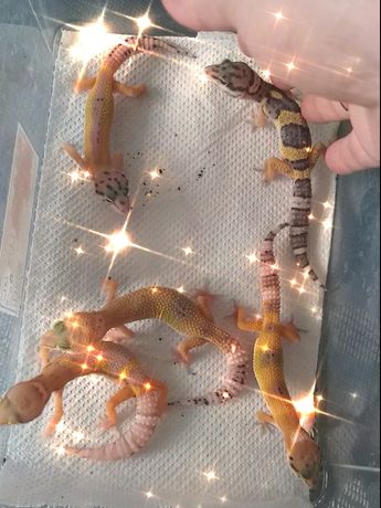 Светлые гекконы , эублефар морфа тремпер альбино эклипс, есть корма