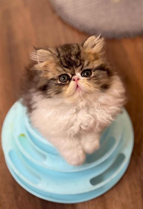 kot perski pers kotek