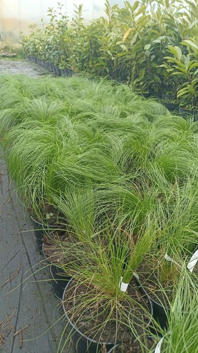 Trawy ozdobne różne odmiany