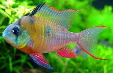 Pielęgniczka Boliwijska od Tapajos.pl W-wa i dużo innych ryb