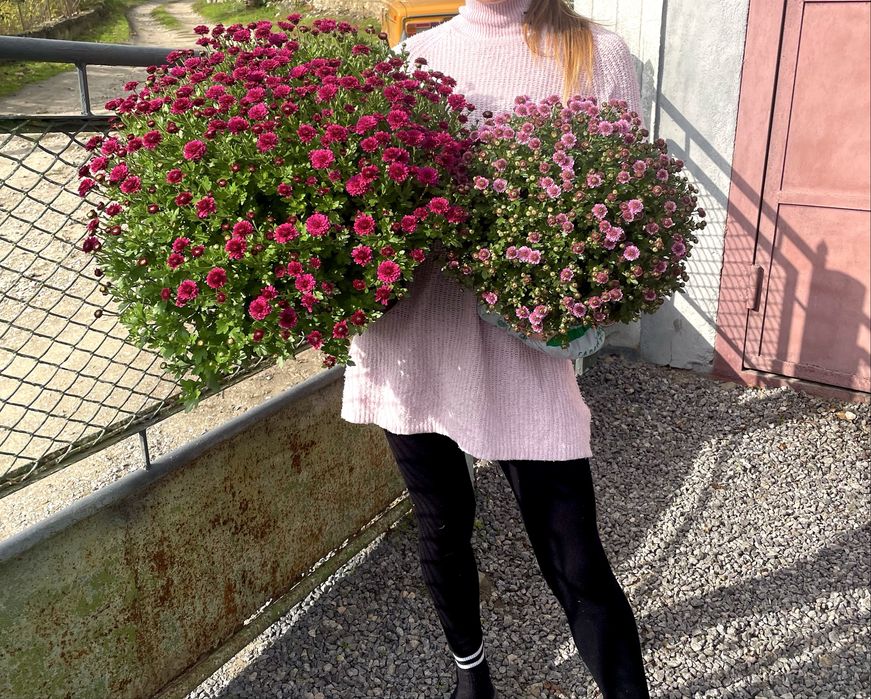 Хризонтема мультифлора