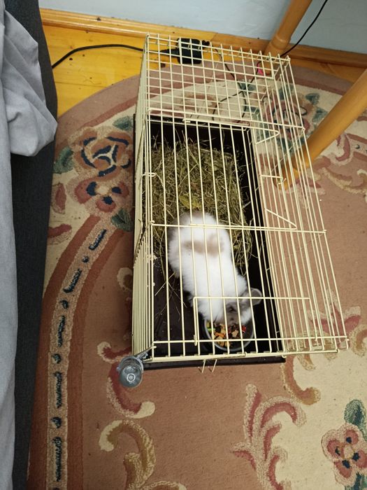 Срочно!Продам кролика с клеткой !