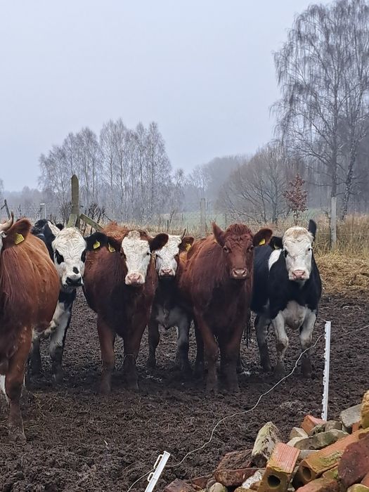 Jałówki roczne mieszańce