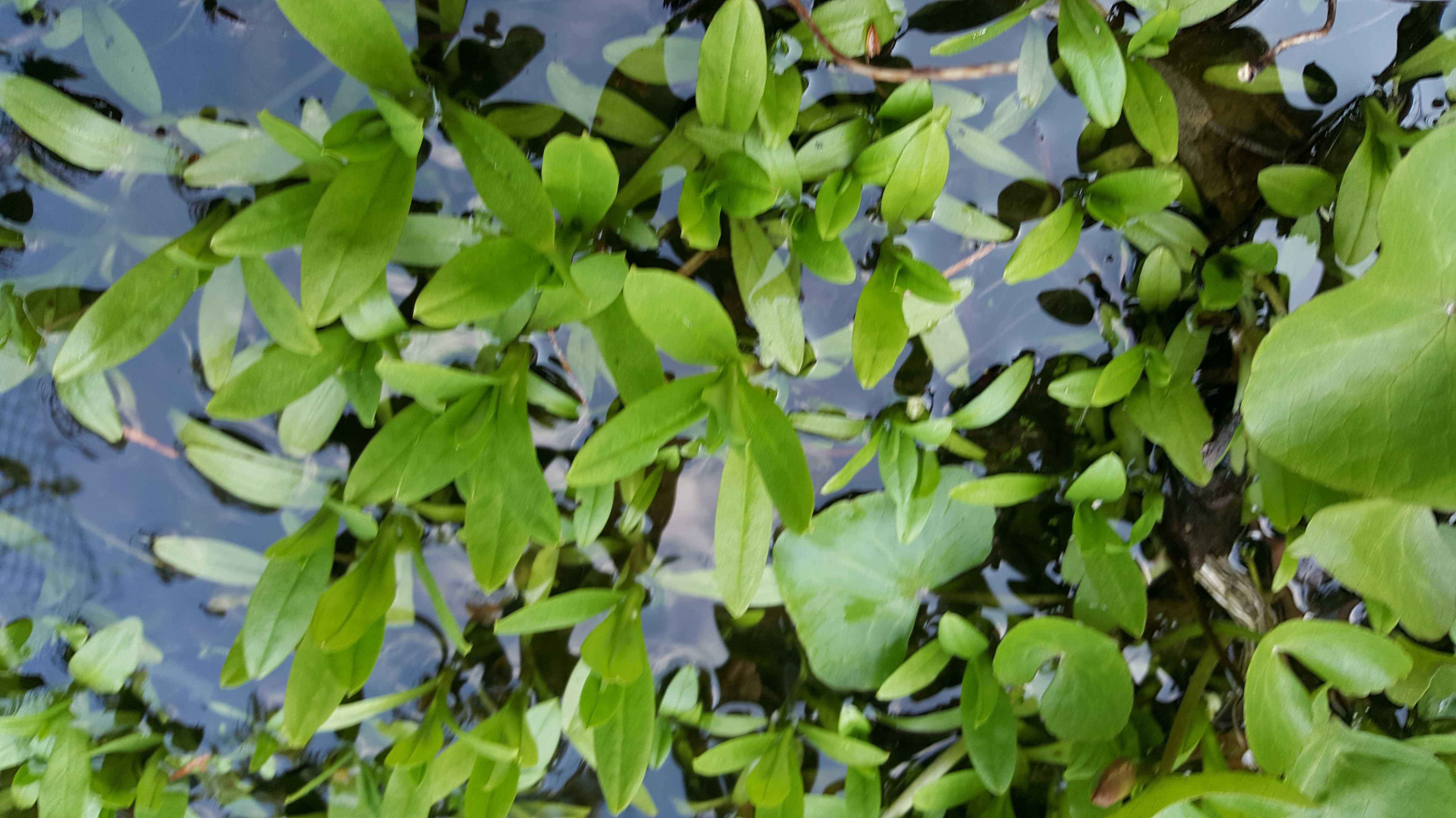 pistia rozetkowa rośliny wodne akwarium staw oczko wodne wiosna