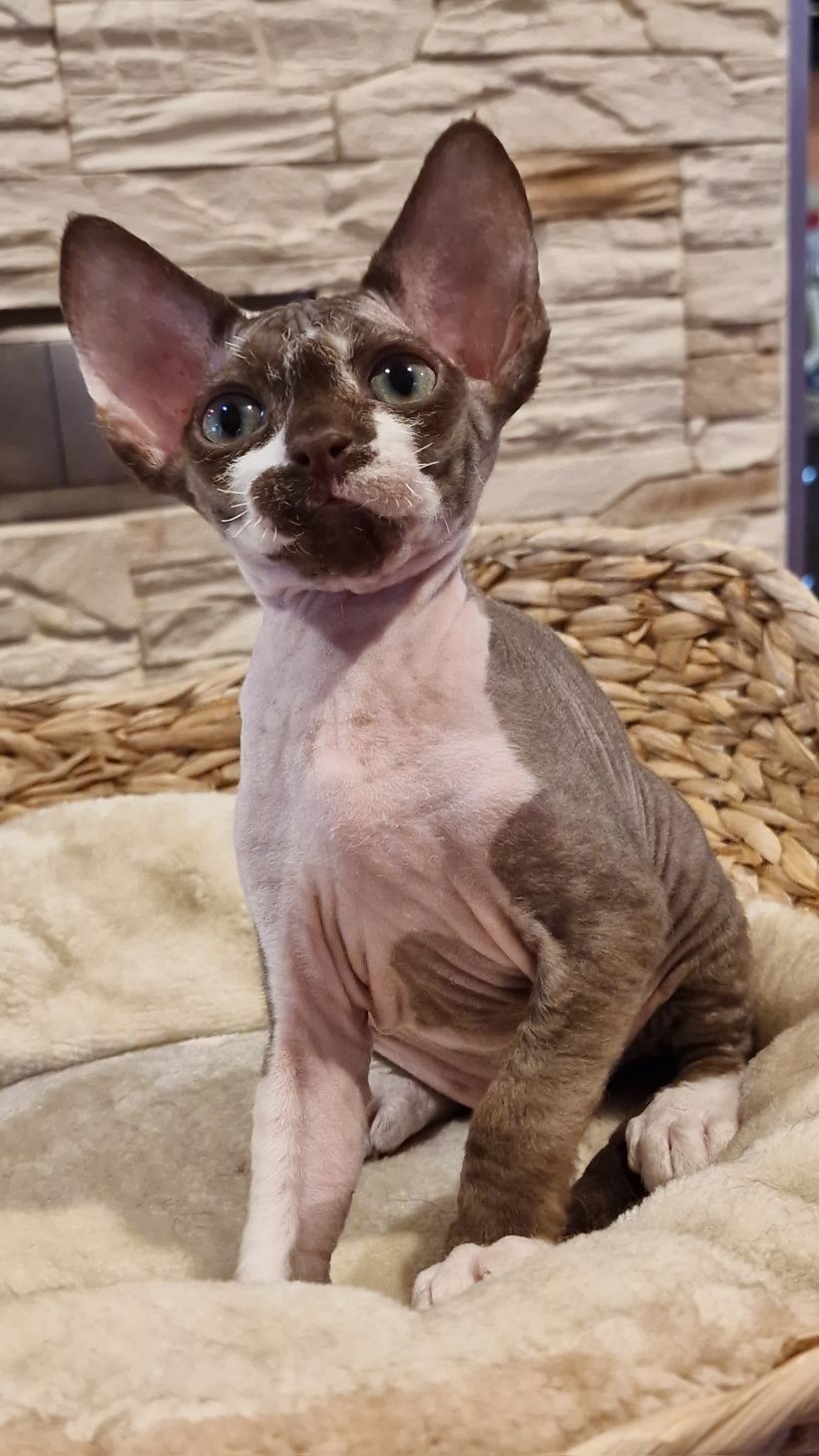 Kocureczek  (rodowód FPL) Devon Rex